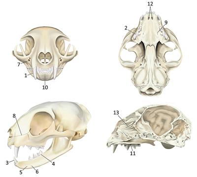 Diagnostic Yield of Dental Radiography and Cone-Beam Computed Tomography for the Identification of Anatomic Structures in Cats